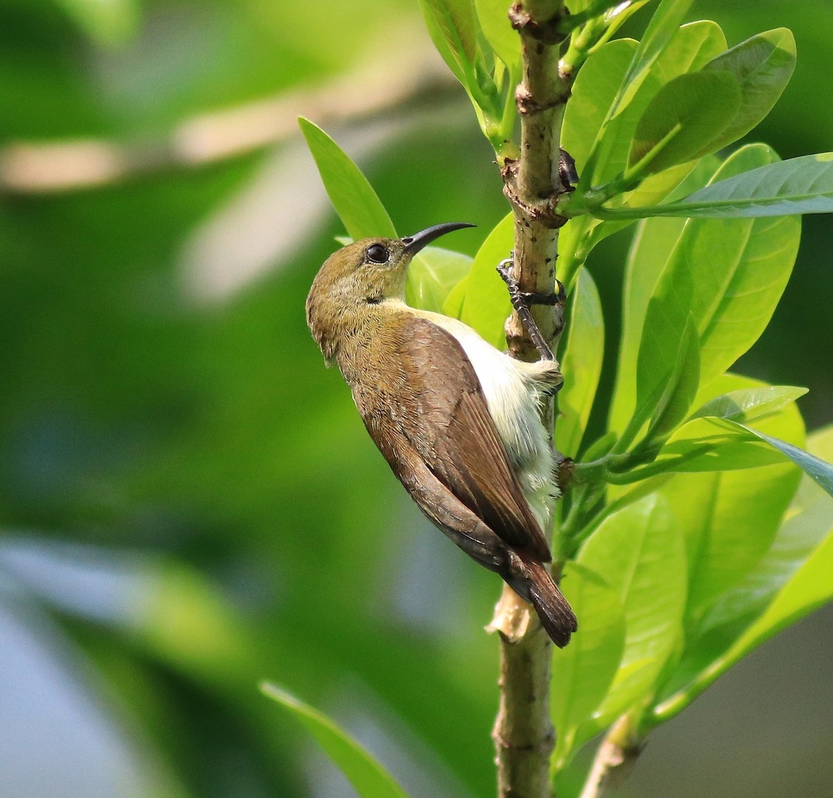 Crimson-backed Sunbird - Afsar Nayakkan