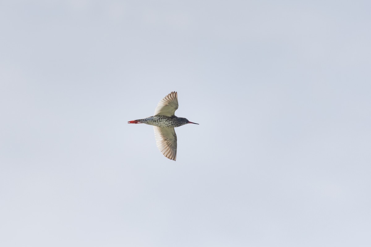 Common Redshank - ML622092467