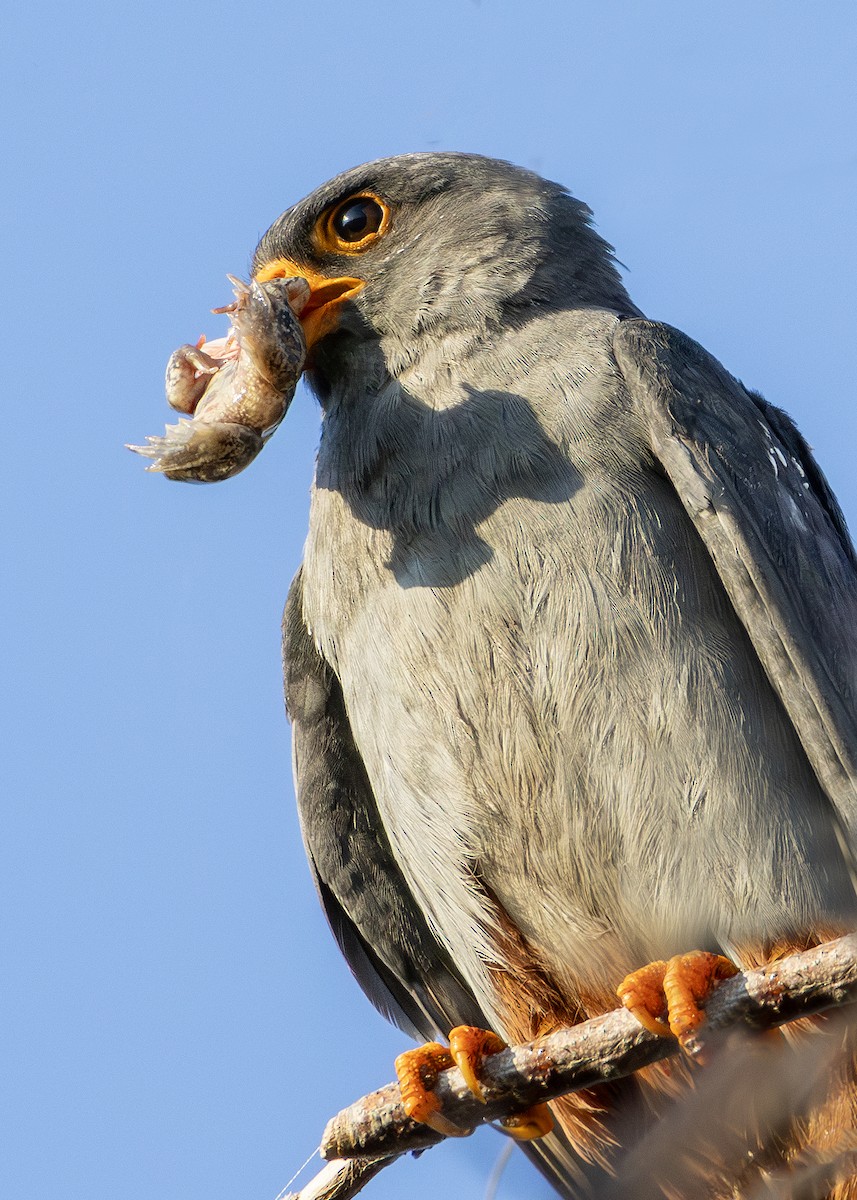 Red-footed Falcon - ML622092487
