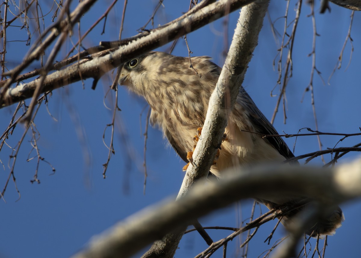 Red-footed Falcon - ML622092489