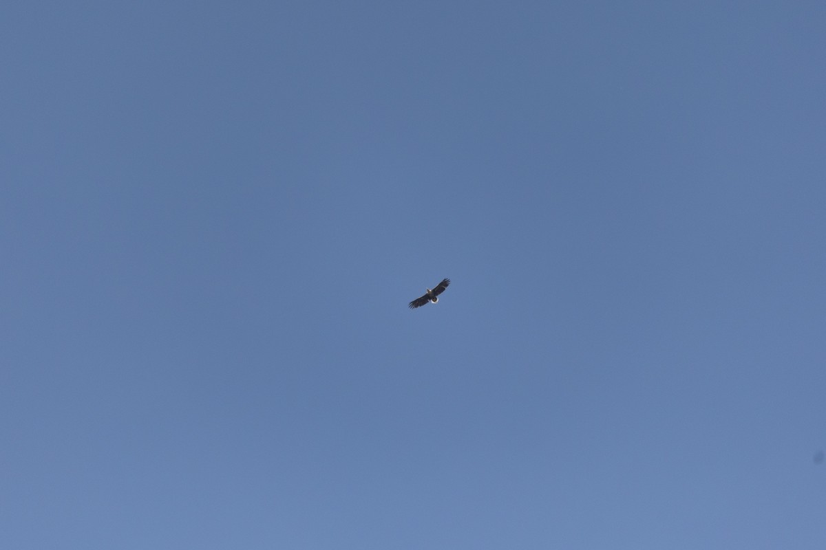 White-tailed Eagle - ML622092490