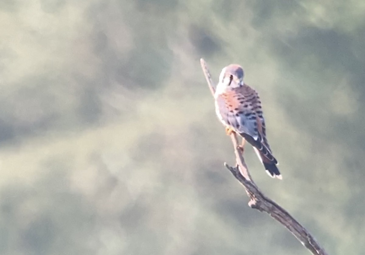 American Kestrel - ML622092491