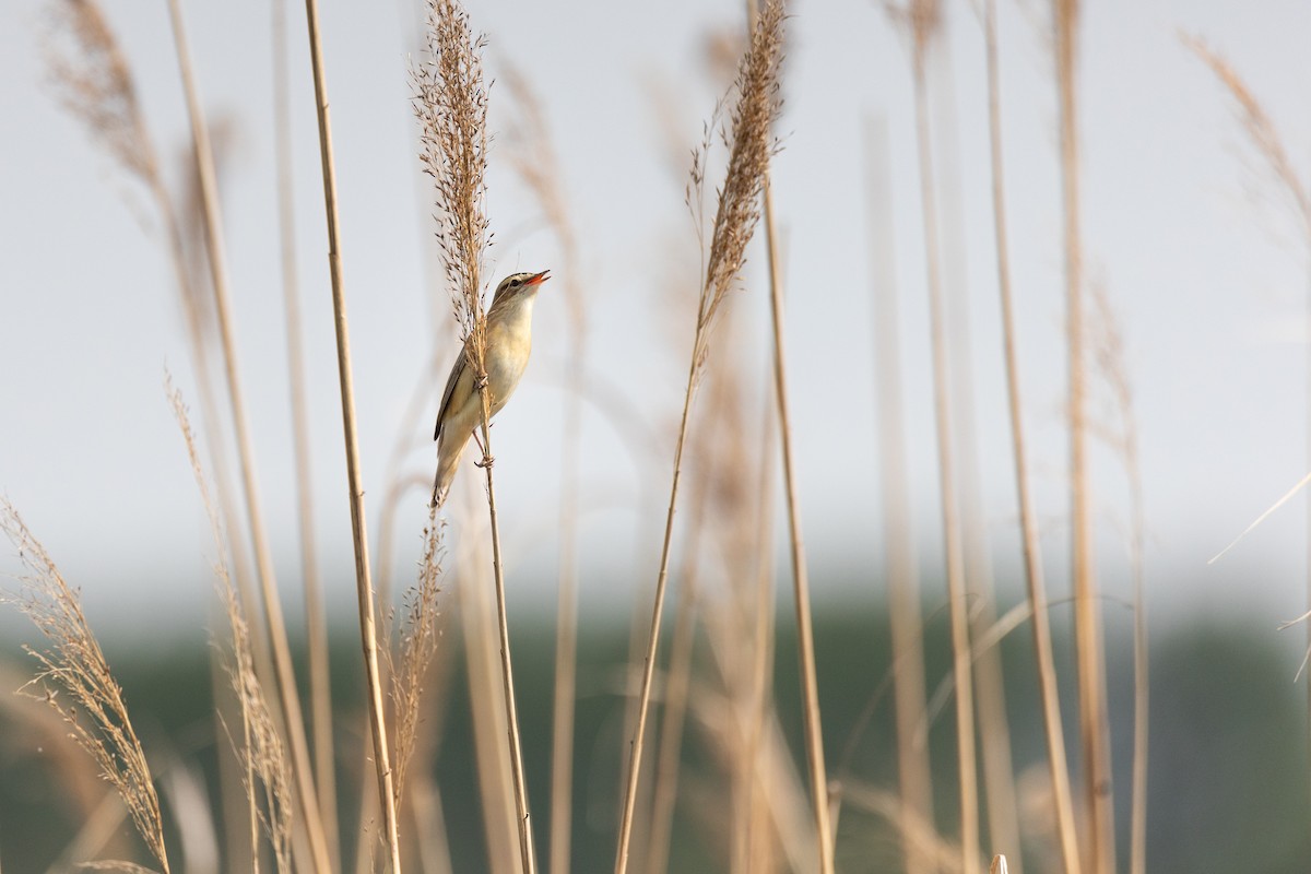 Sedge Warbler - ML622092493