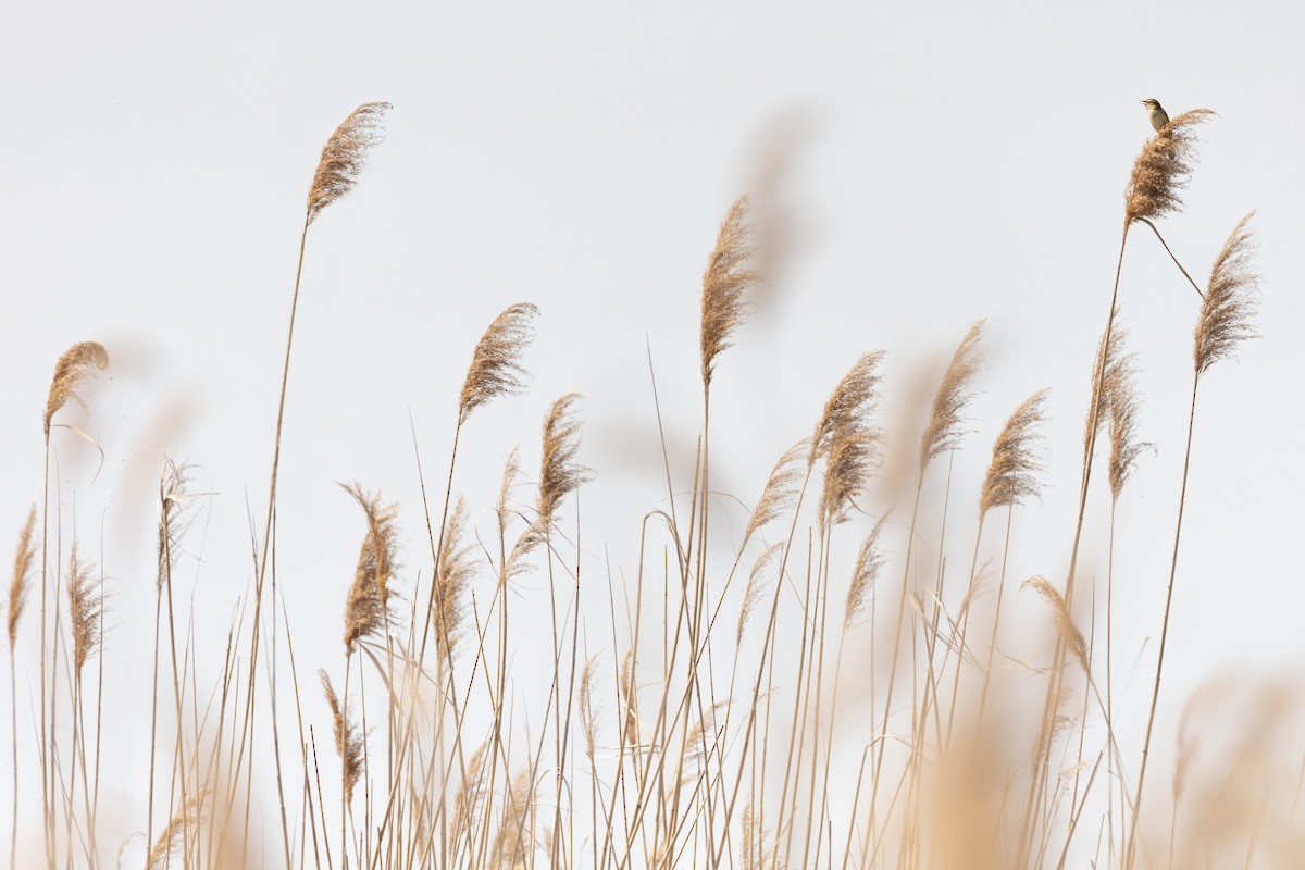 Sedge Warbler - ML622092494