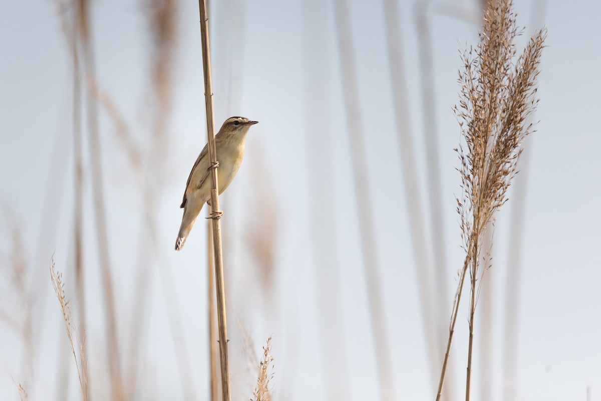 Sedge Warbler - ML622092495