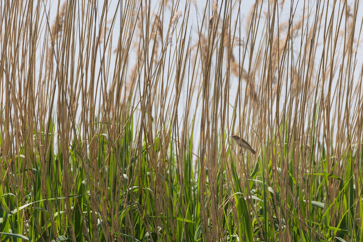 Common Reed Warbler - ML622092496