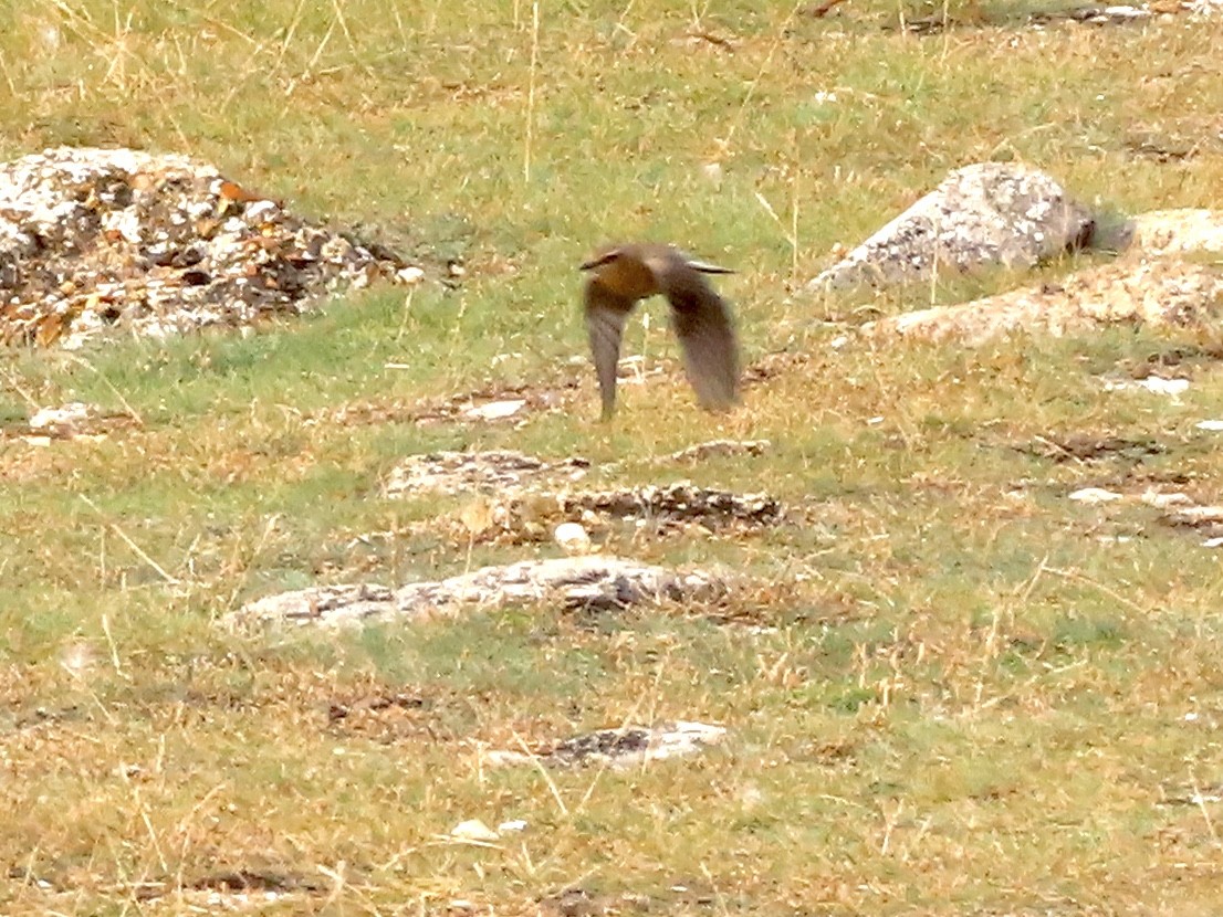 Northern Wheatear - ML622092497