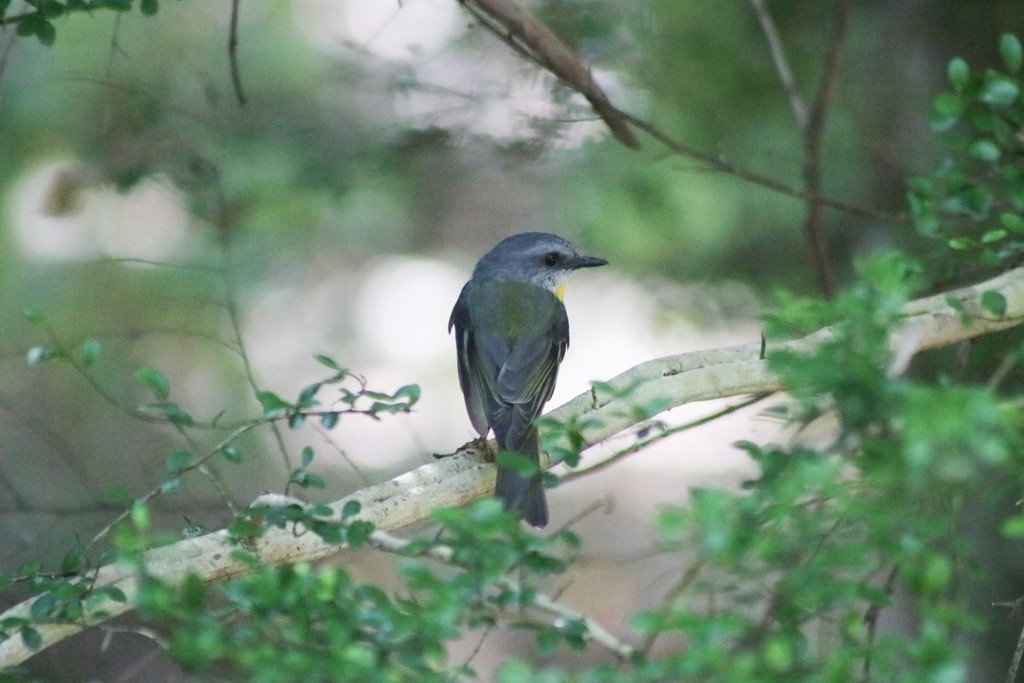 Eastern Yellow Robin - ML622092499