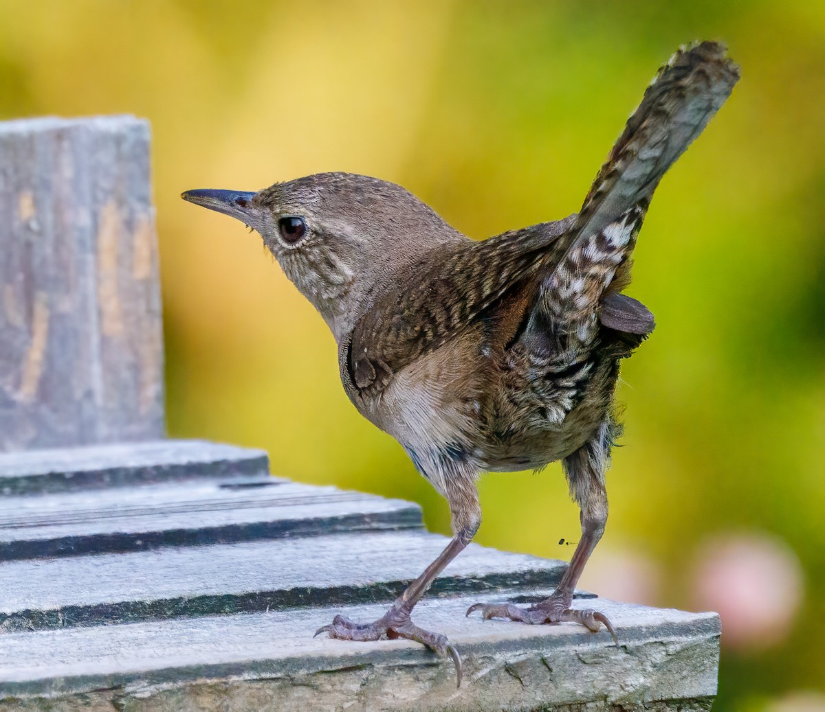 House Wren - ML622092501