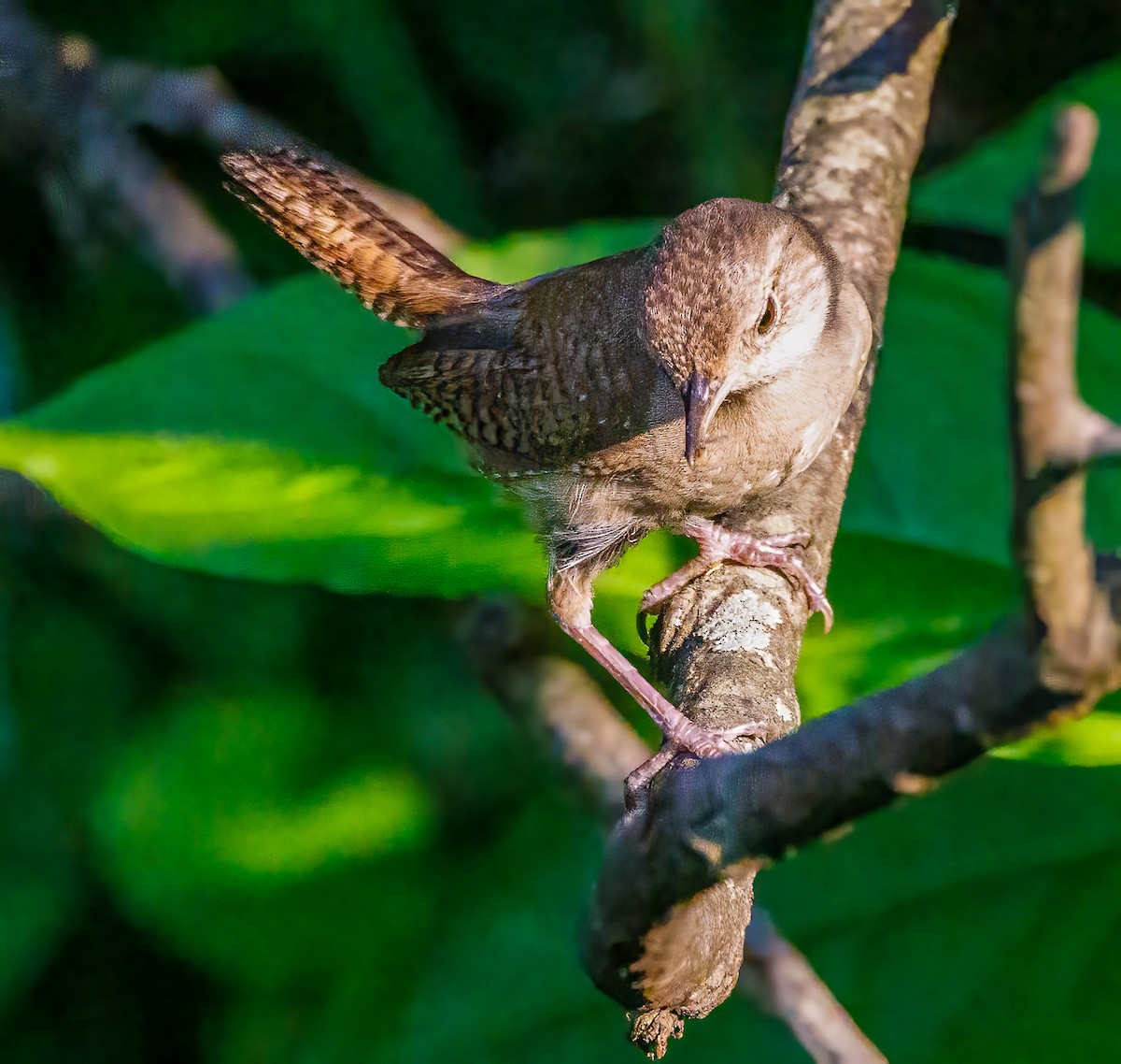 House Wren - ML622092502