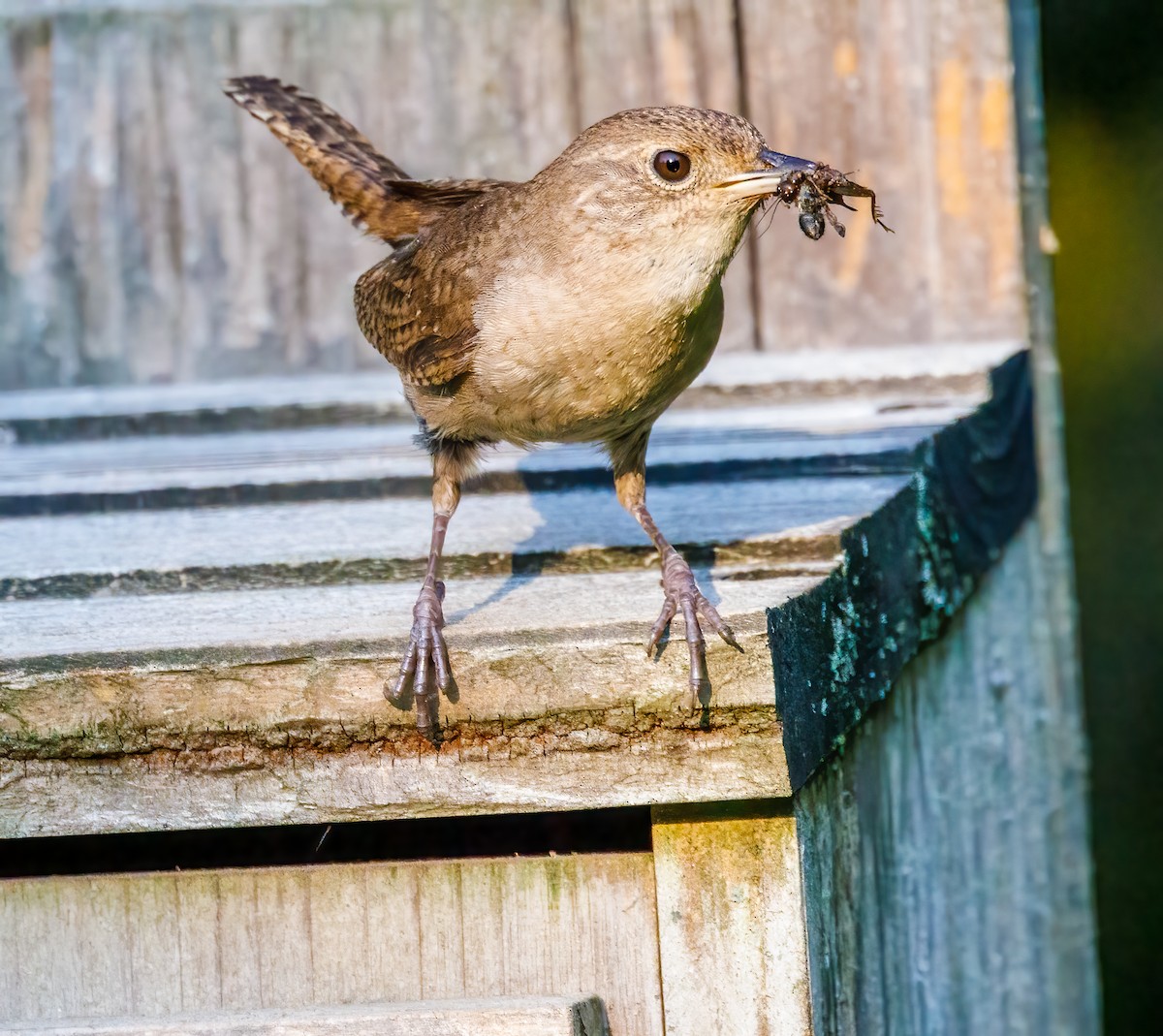 House Wren - ML622092503