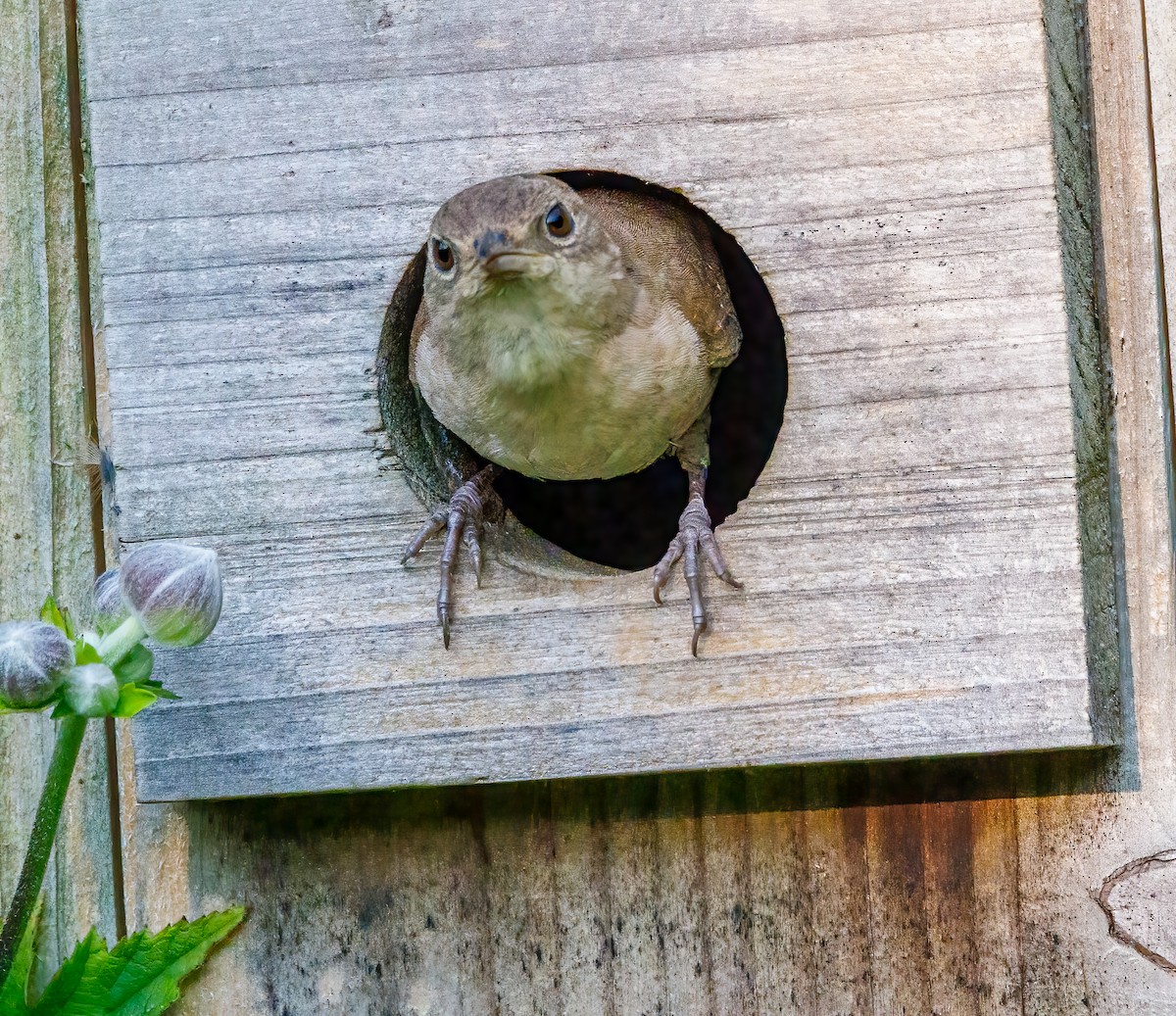 House Wren - ML622092504