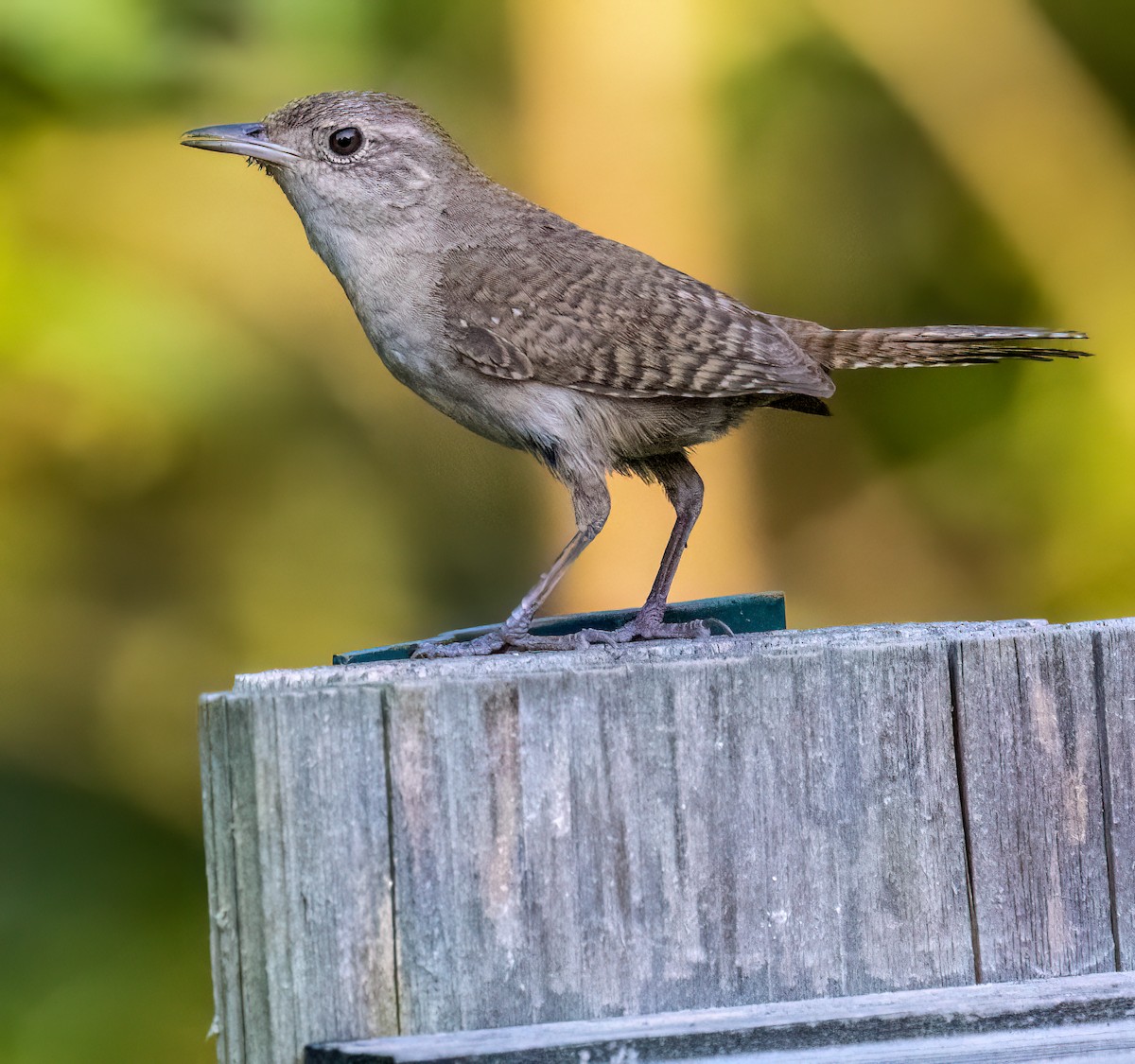 House Wren - ML622092505