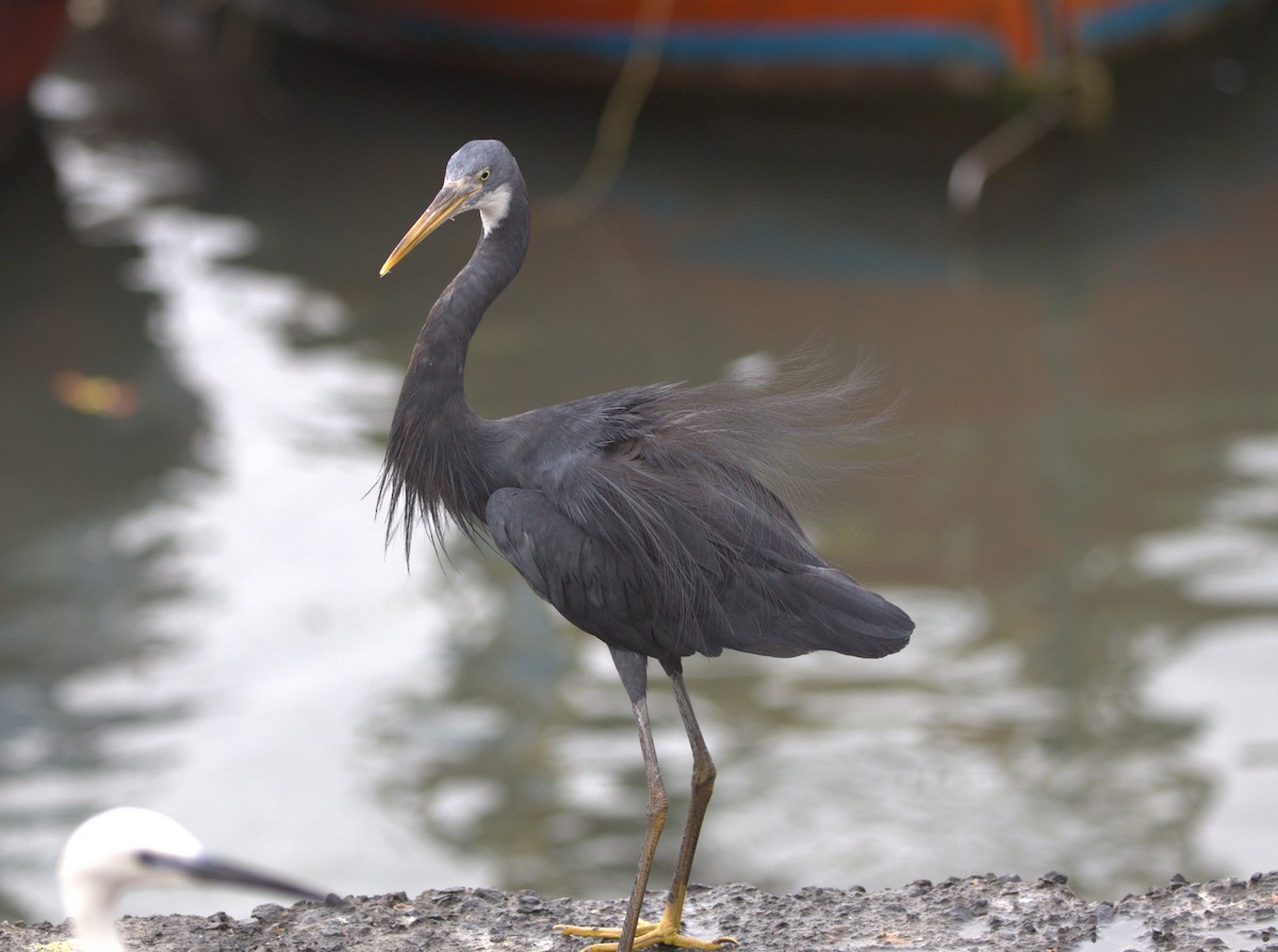 Western Reef-Heron - Nikhil Zaveri