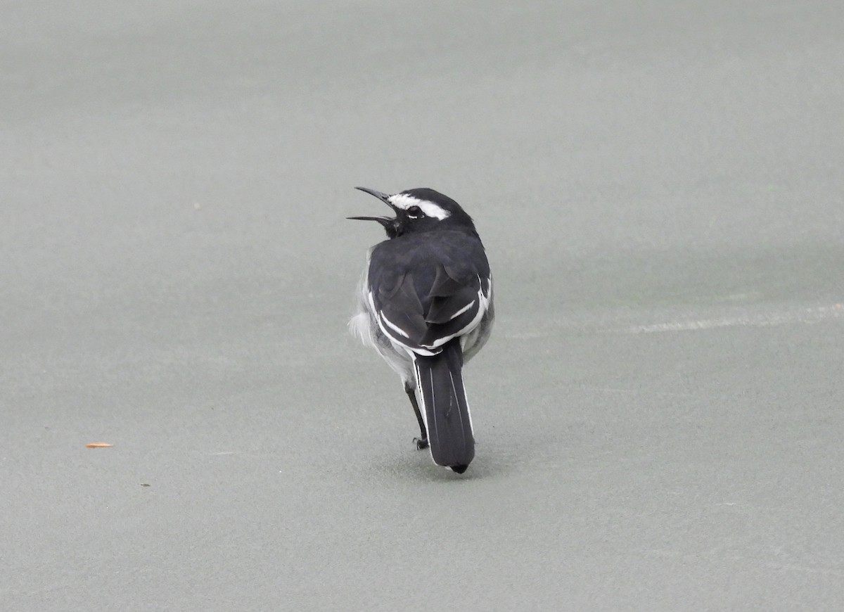 White-browed Wagtail - ML622092507