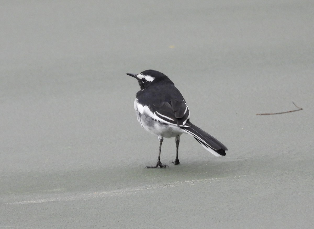 White-browed Wagtail - ML622092508