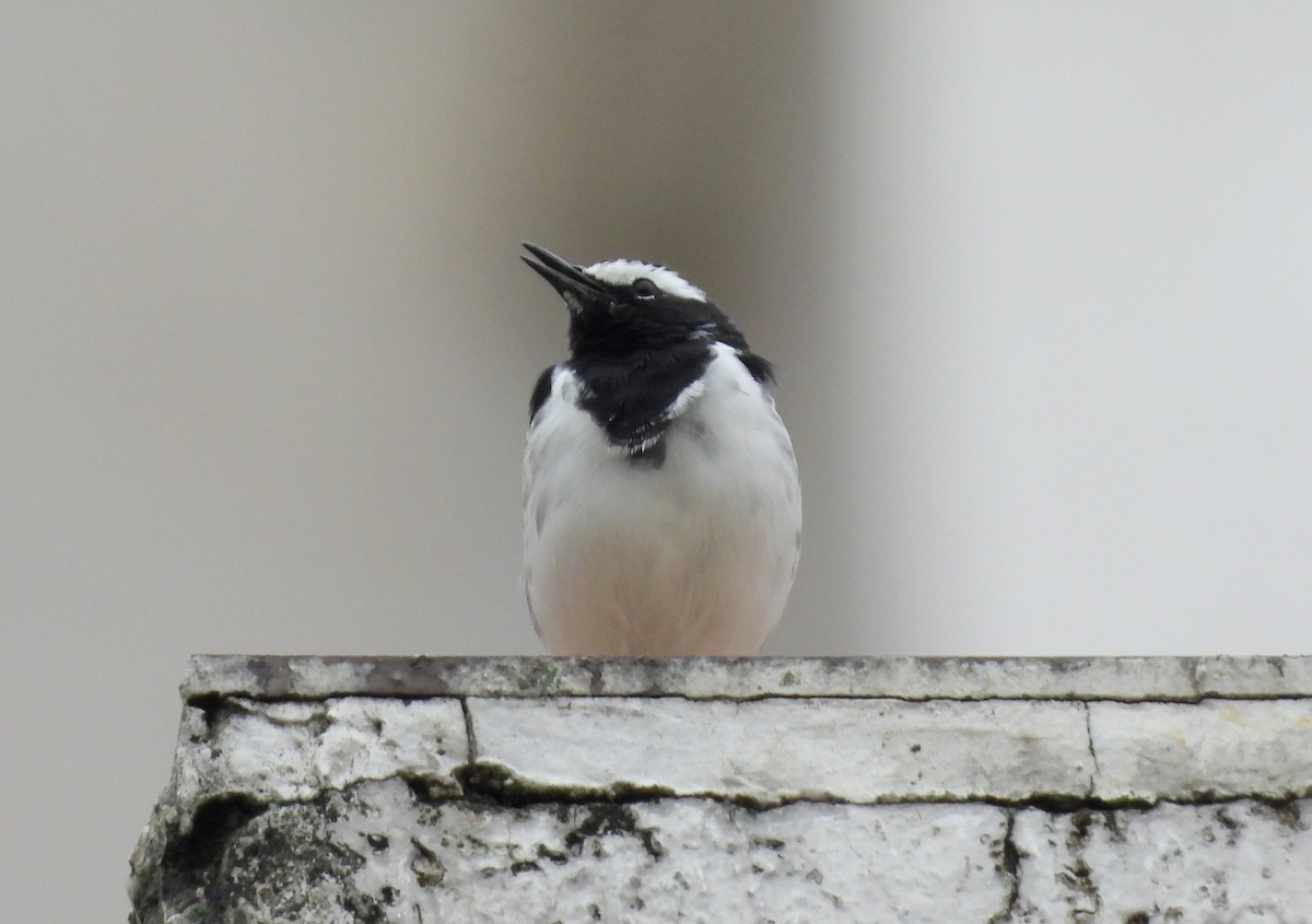 White-browed Wagtail - Manju Sinha