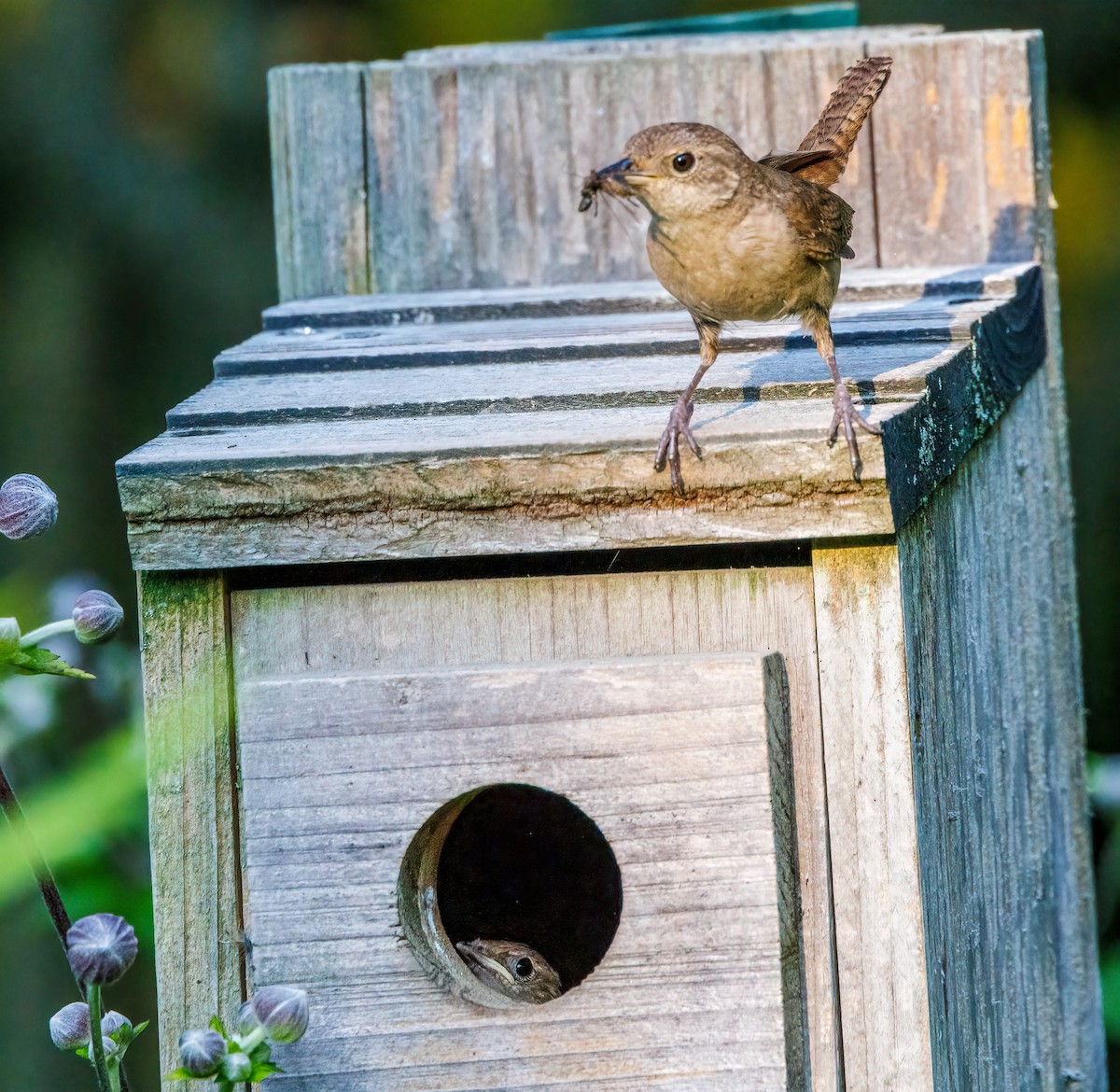 House Wren - ML622092510