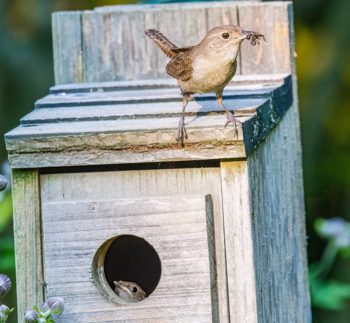 House Wren - ML622092511