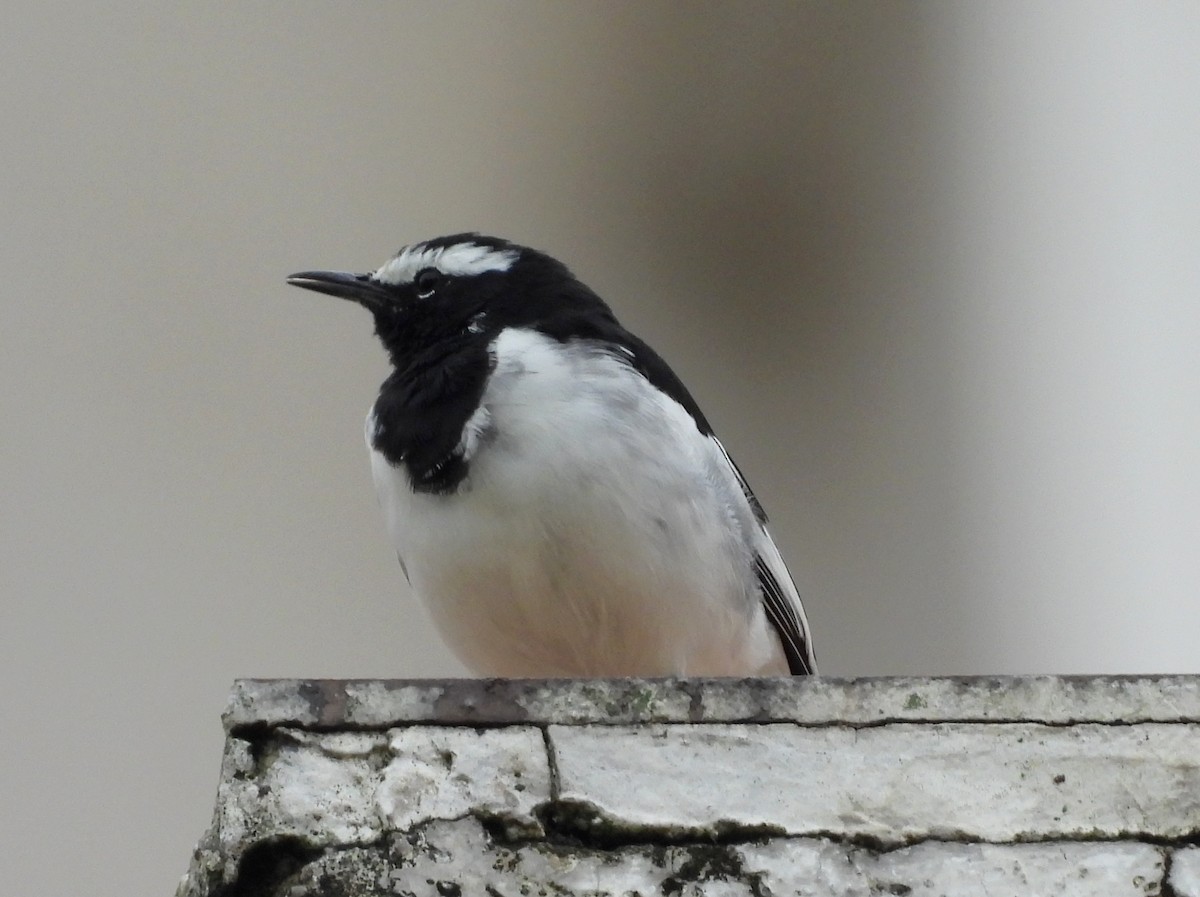 White-browed Wagtail - ML622092512