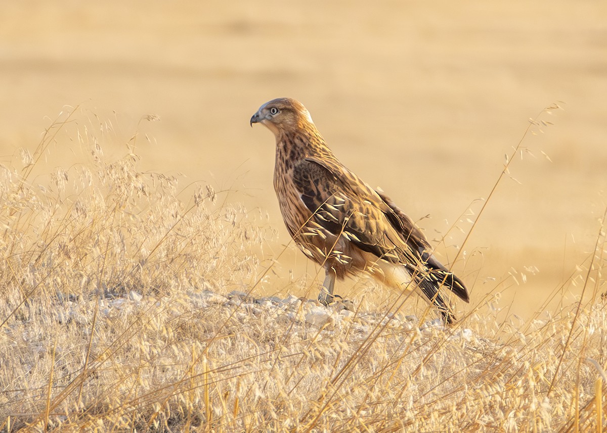 Long-legged Buzzard - ML622092513