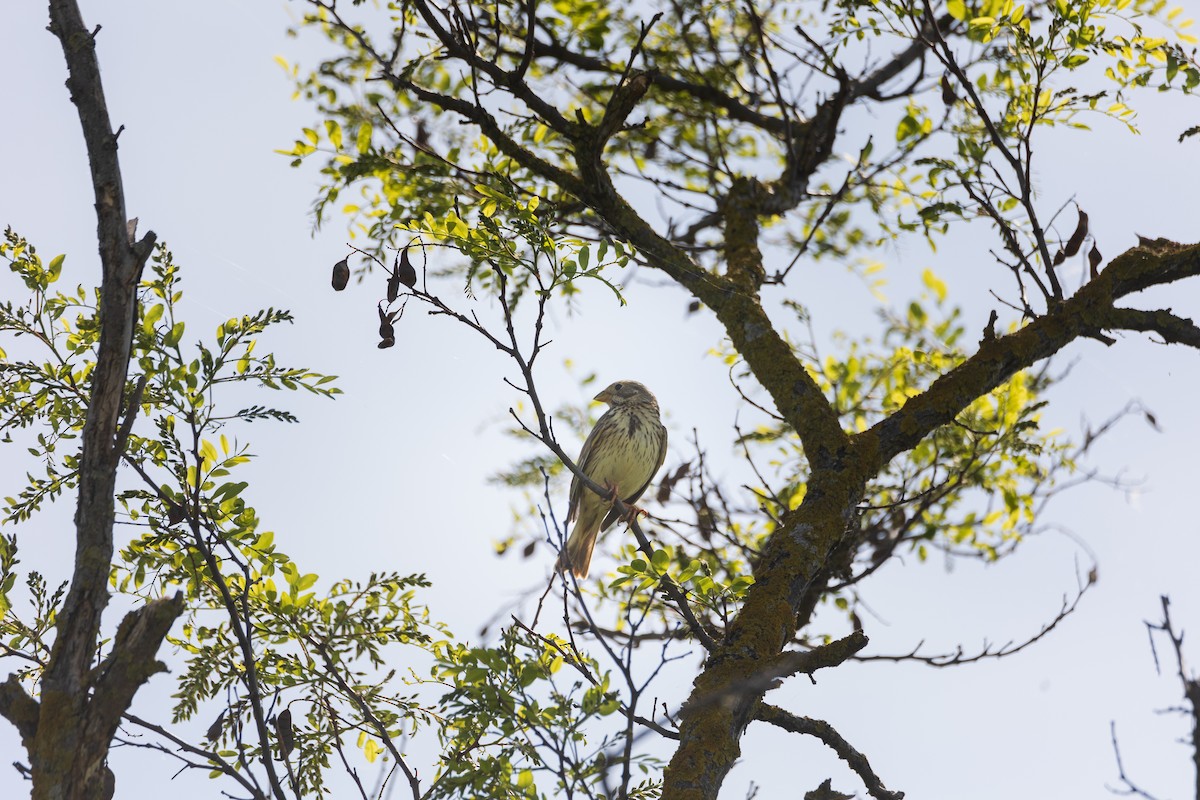 Corn Bunting - ML622092521