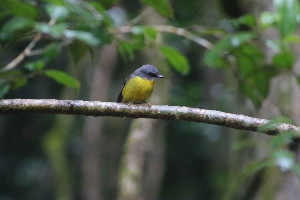 Eastern Yellow Robin - ML622092535