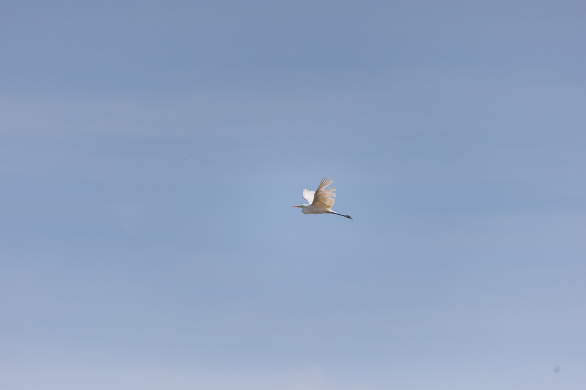 Great Egret - ML622092536