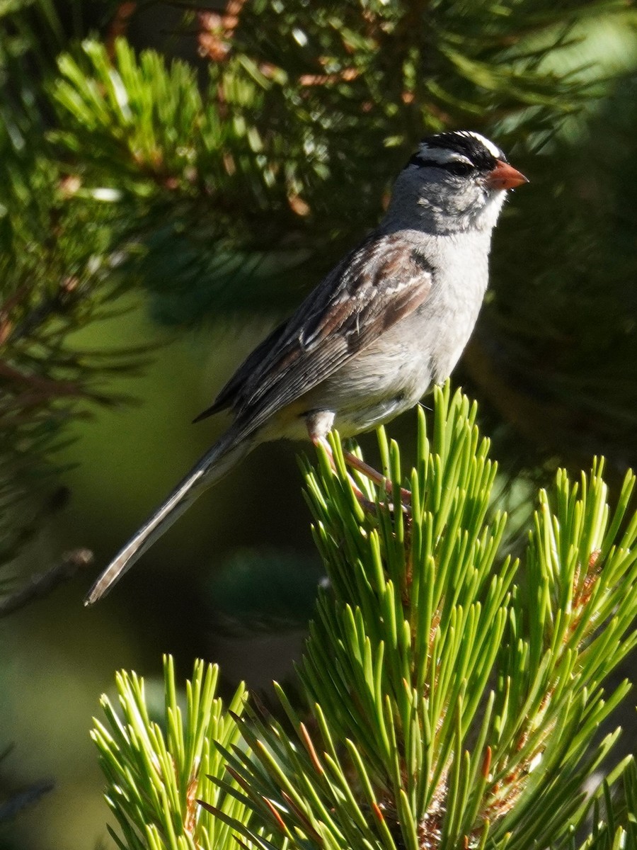 White-crowned Sparrow - ML622092540