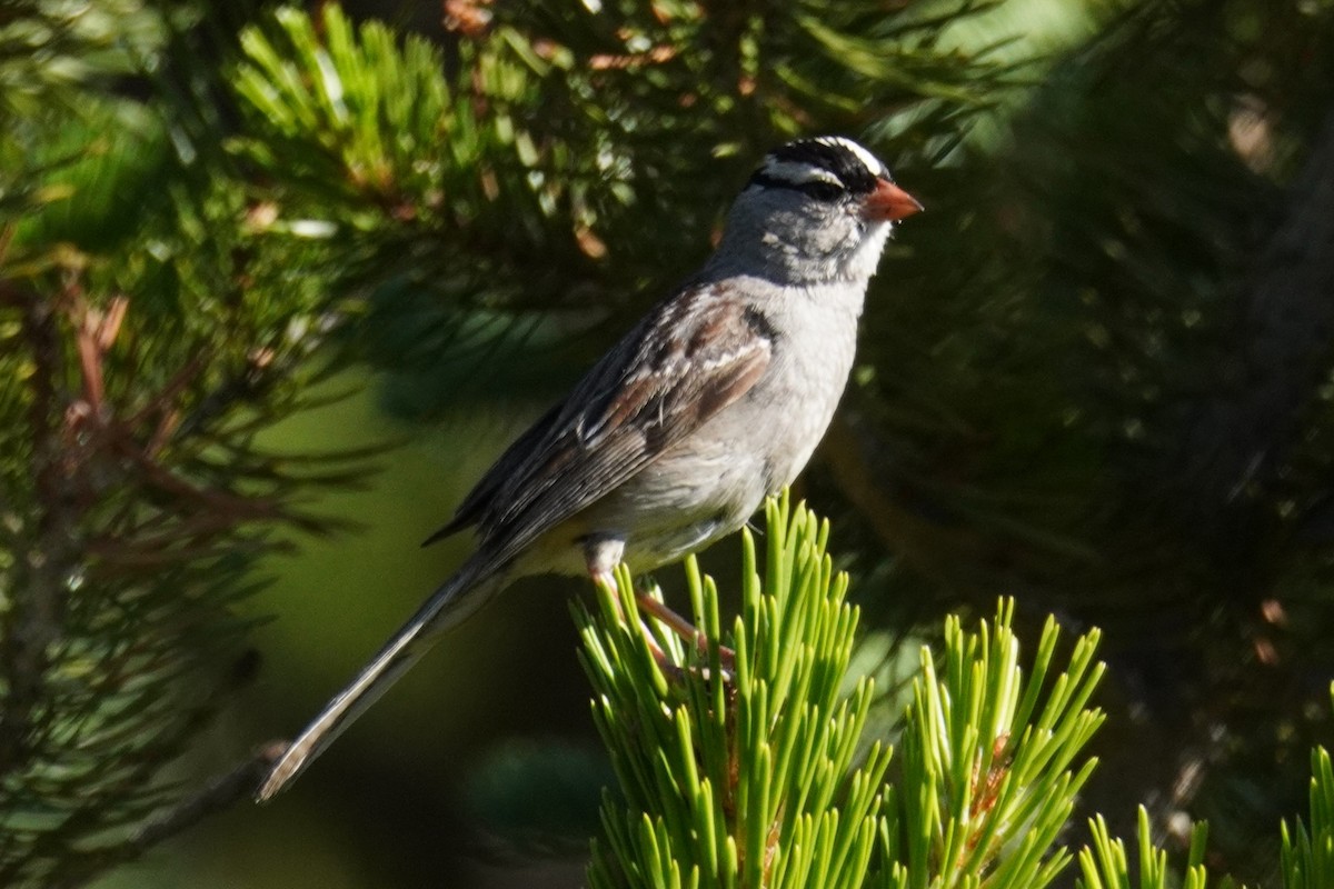 White-crowned Sparrow - ML622092541