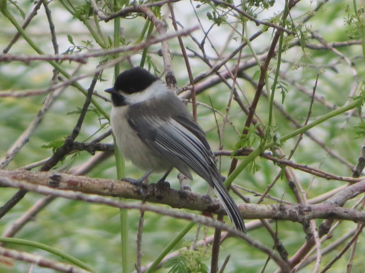 Black-capped Chickadee - ML622092542