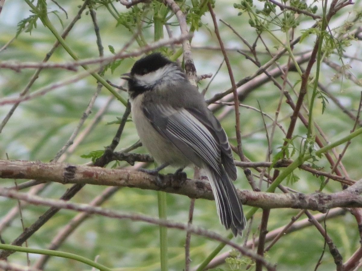 Black-capped Chickadee - ML622092543