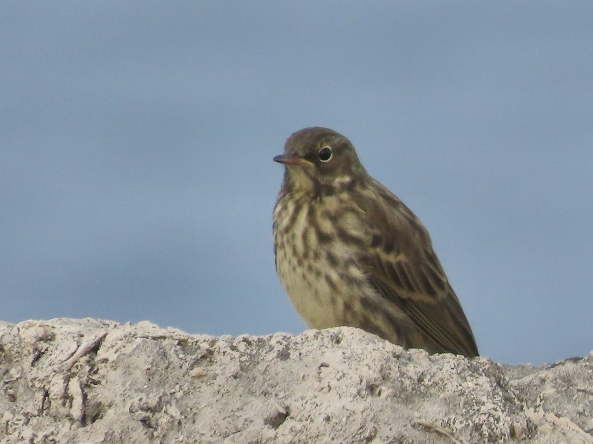 Rock Pipit - ML622092544