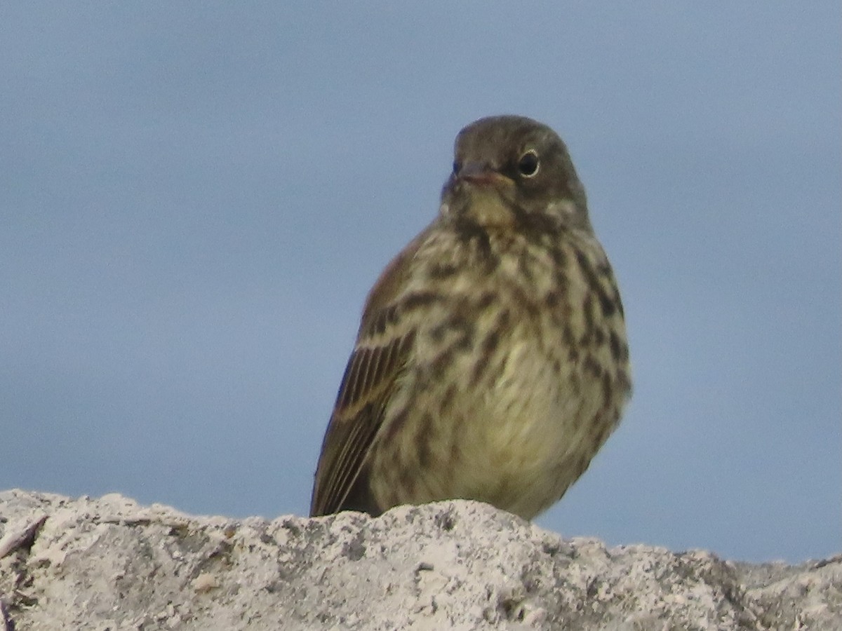 Rock Pipit - ML622092545