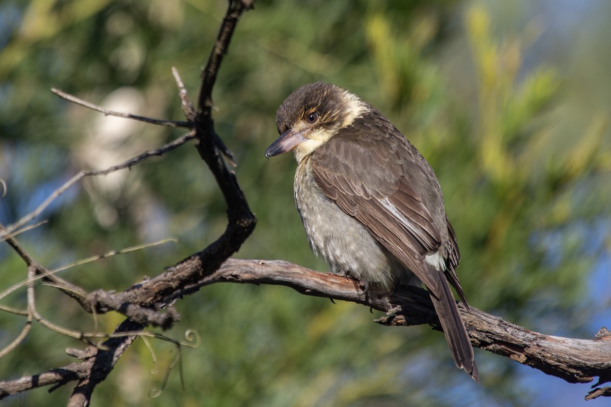 Gray Butcherbird - ML622092547