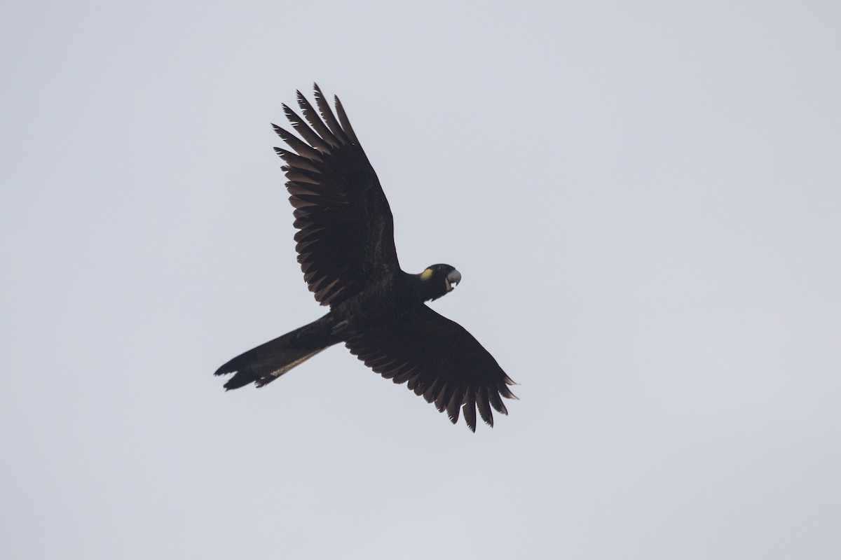 Cacatúa Fúnebre Coliamarilla - ML622092548