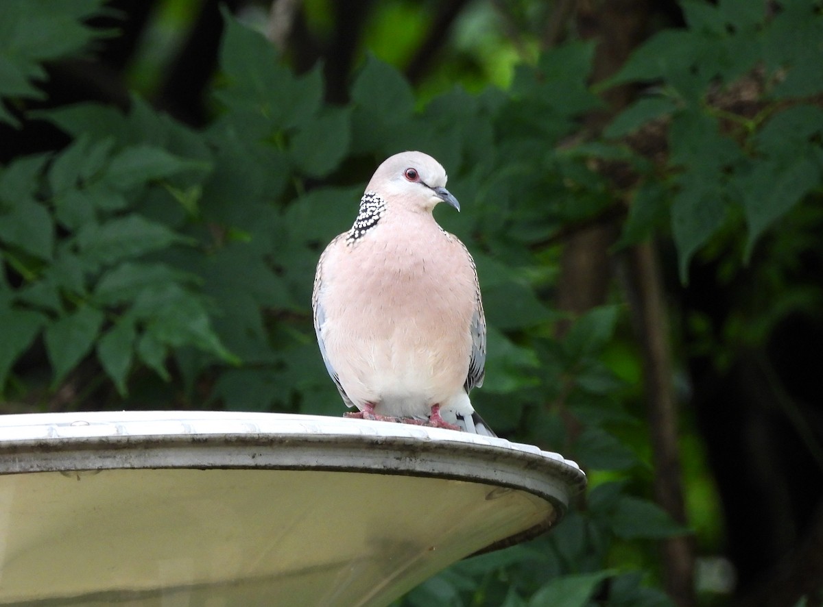 Spotted Dove - ML622092551