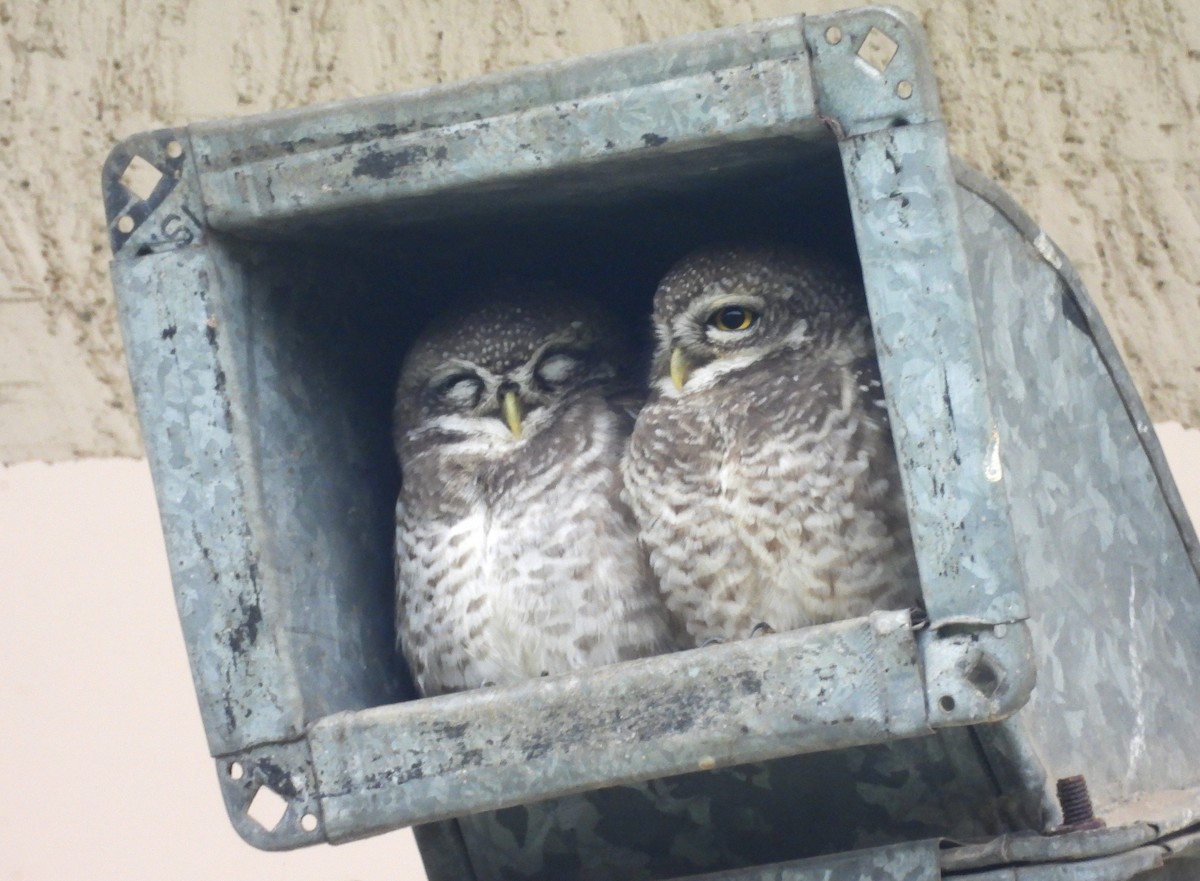 Spotted Owlet - ML622092553