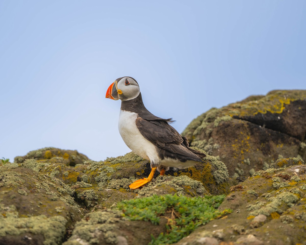 Atlantic Puffin - ML622092554