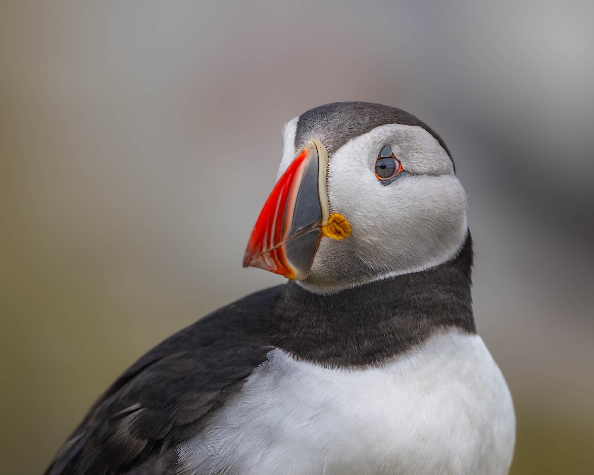 Atlantic Puffin - ML622092555