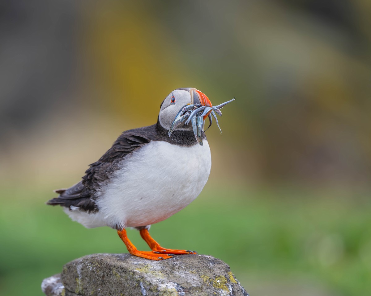 Atlantic Puffin - Falk Wirsam