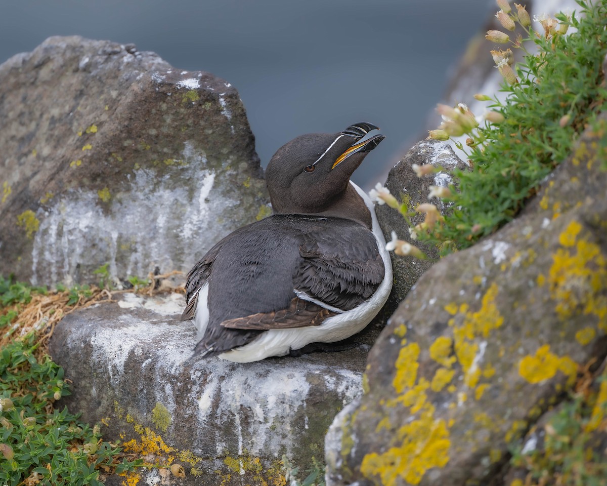 Razorbill - ML622092563