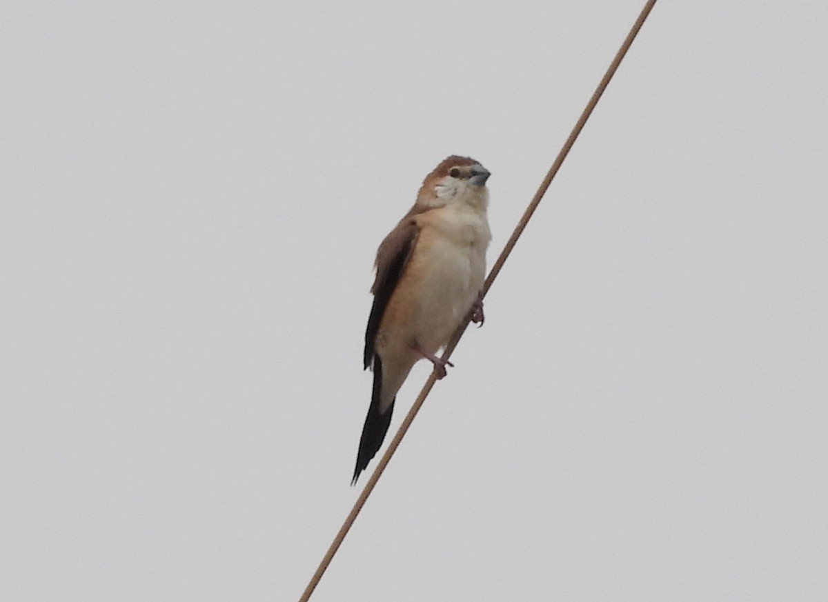 Indian Silverbill - ML622092566