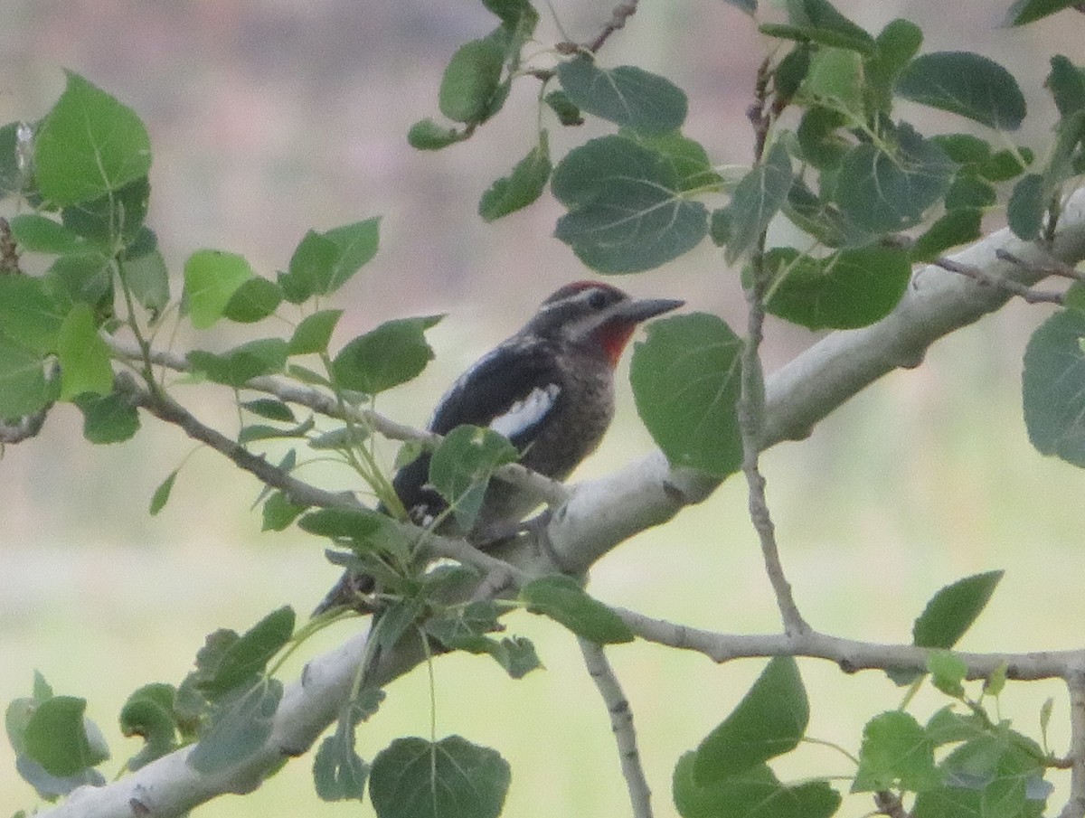 Red-naped Sapsucker - ML622092567