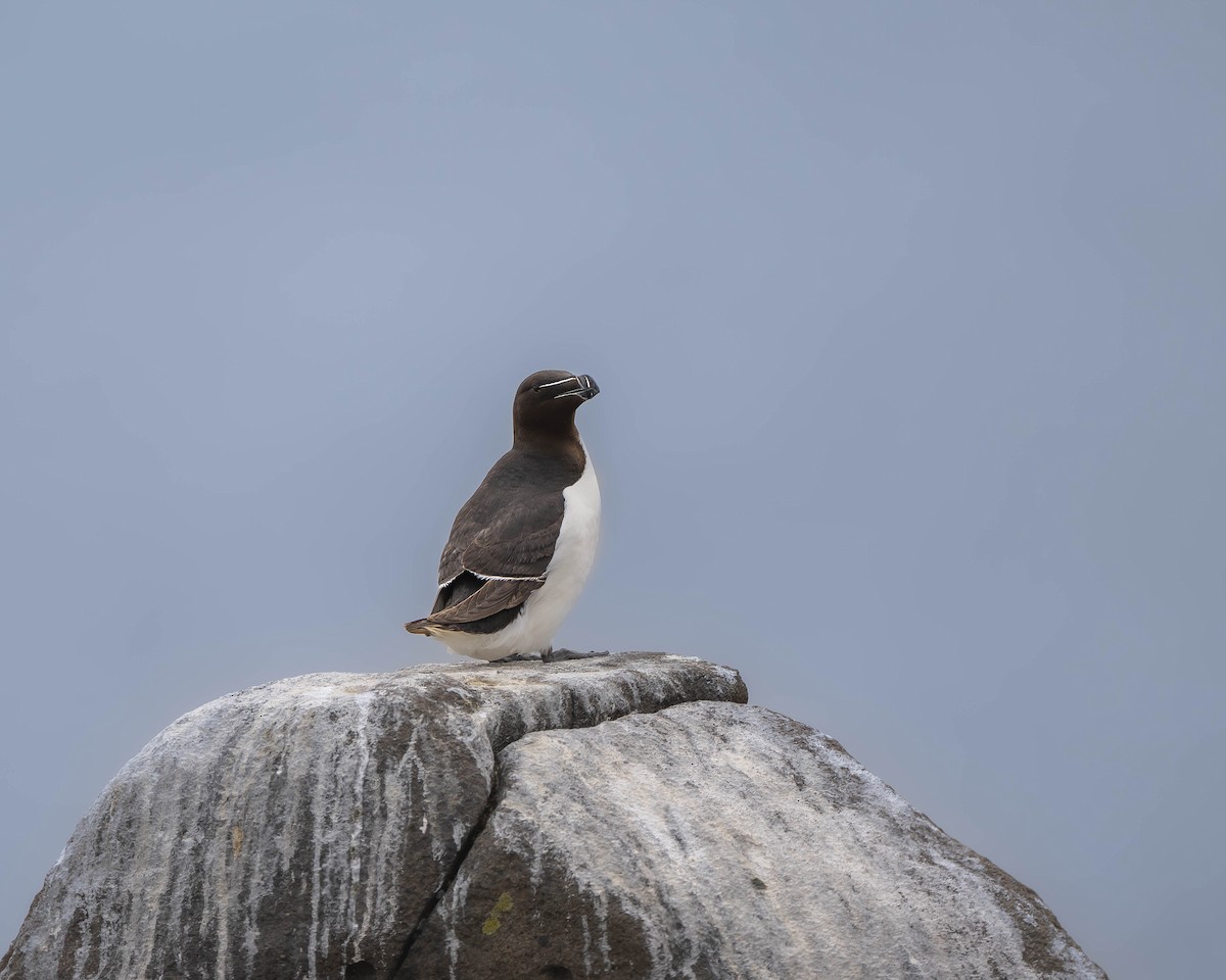 Razorbill - Falk Wirsam