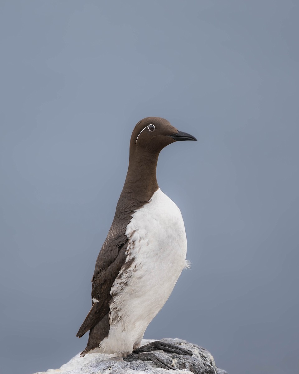 Common Murre - ML622092570