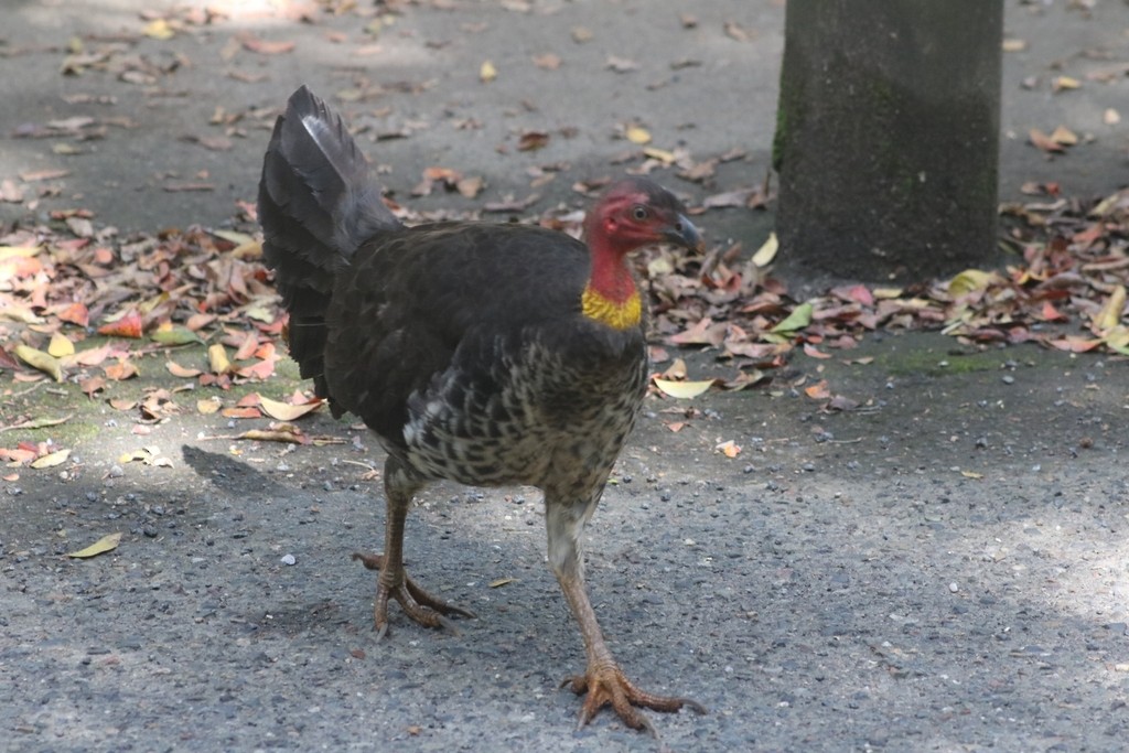 Australian Brushturkey - Oscar Dove