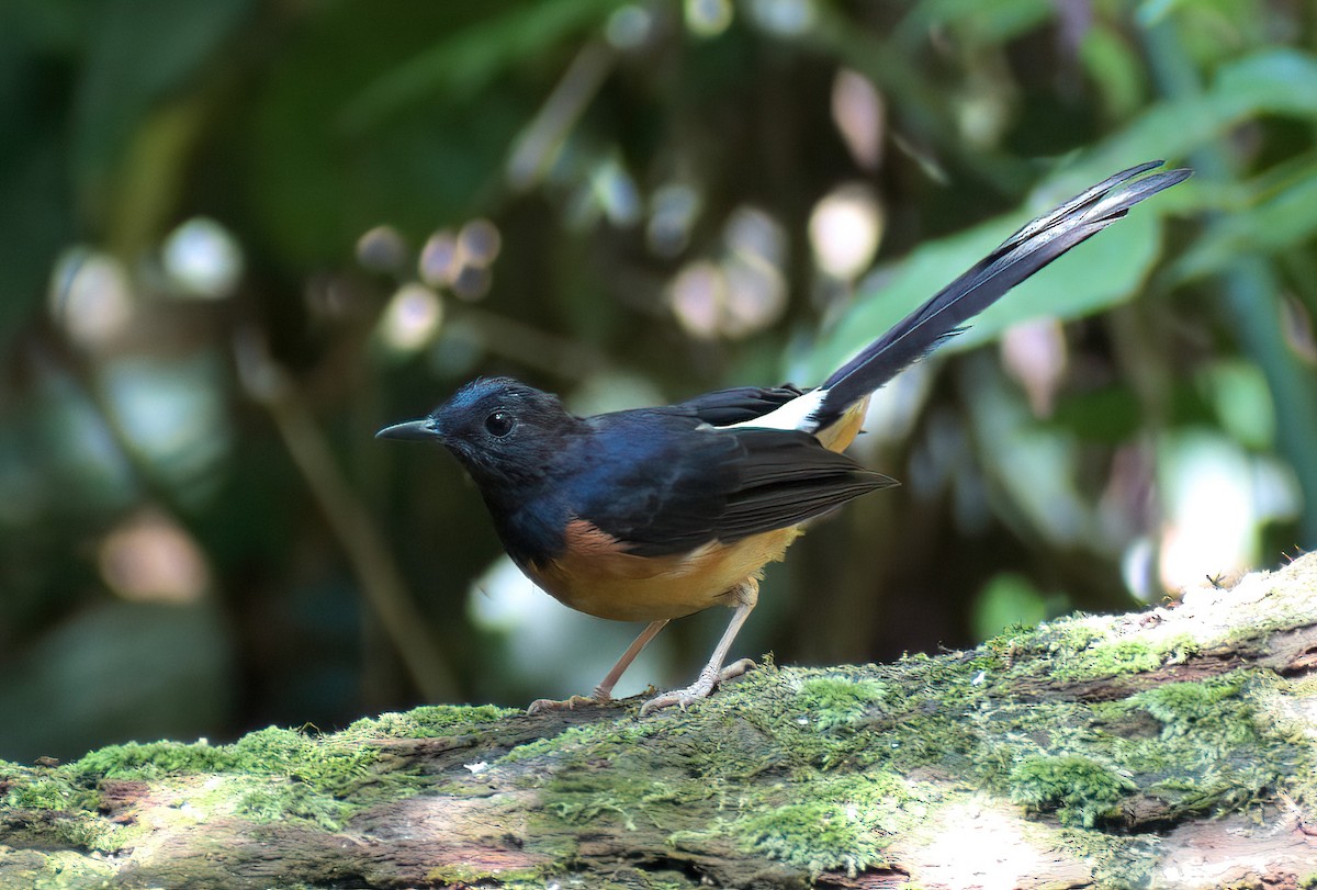 White-rumped Shama - Ken Tay