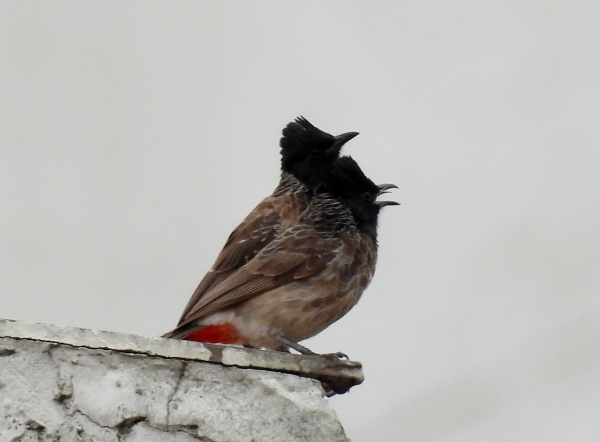 Red-vented Bulbul - Manju Sinha