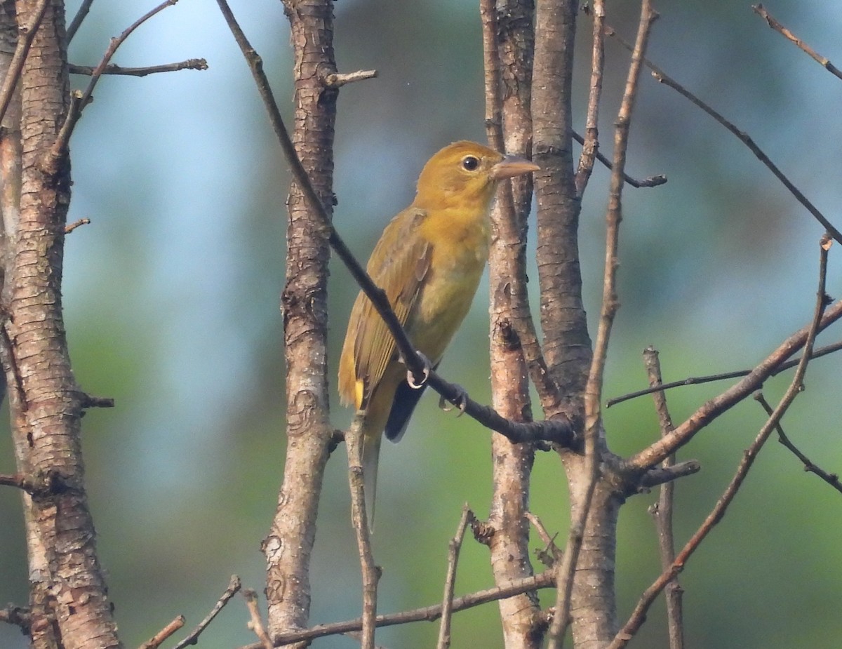 Summer Tanager - ML622092597